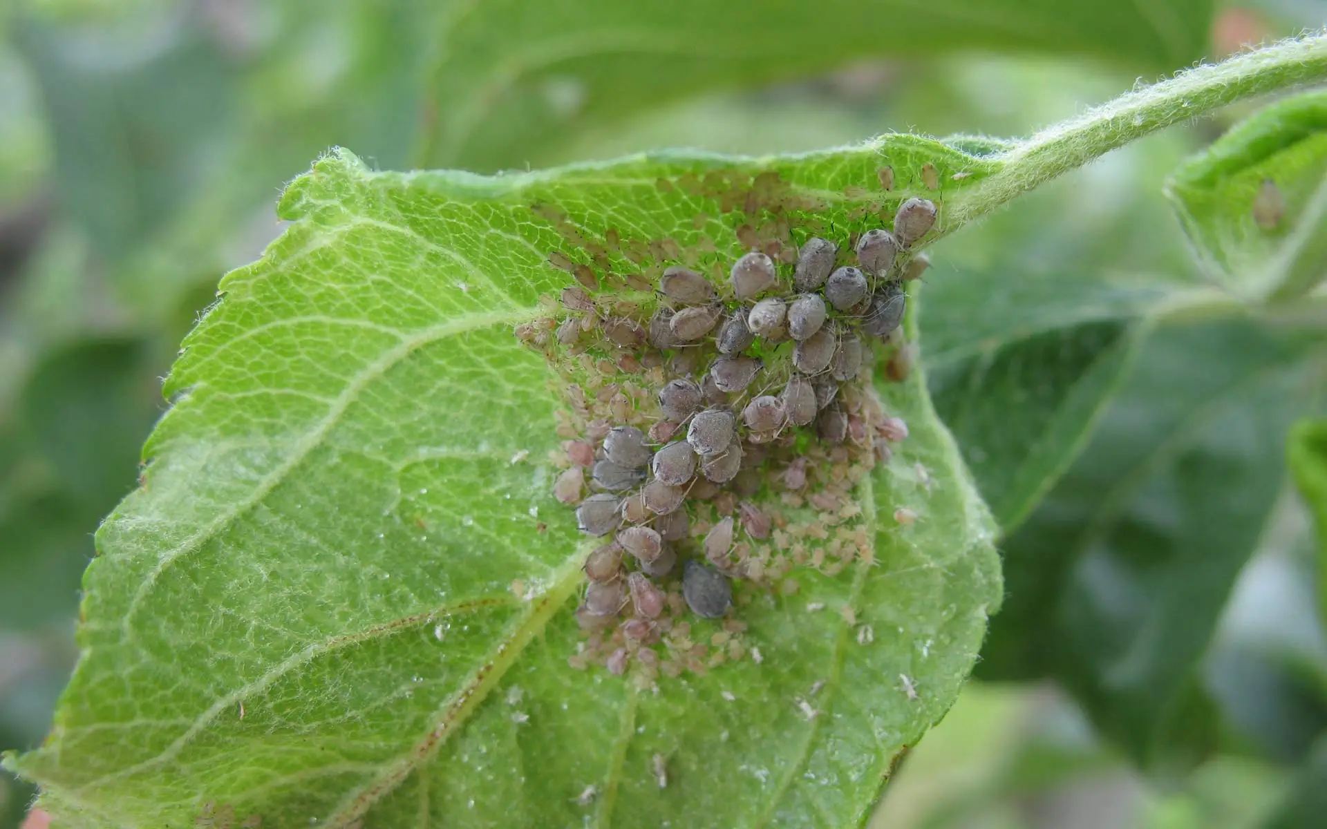 Le tue piante stanno morendo improvvisamente? Potrebbe essere colpa di questi acari invisibili