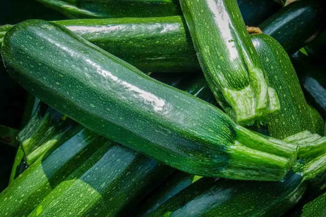 Il segreto per zucchine abbondanti e senza malattie: ecco i trattamenti essenziali