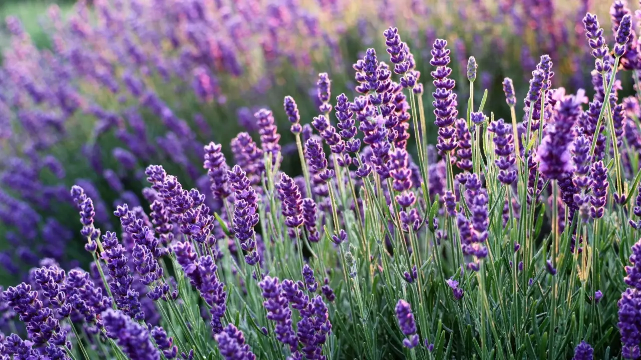 Stai uccidendo la lavanda mettendola qui: ecco dove devi posizionarla per farla vivere