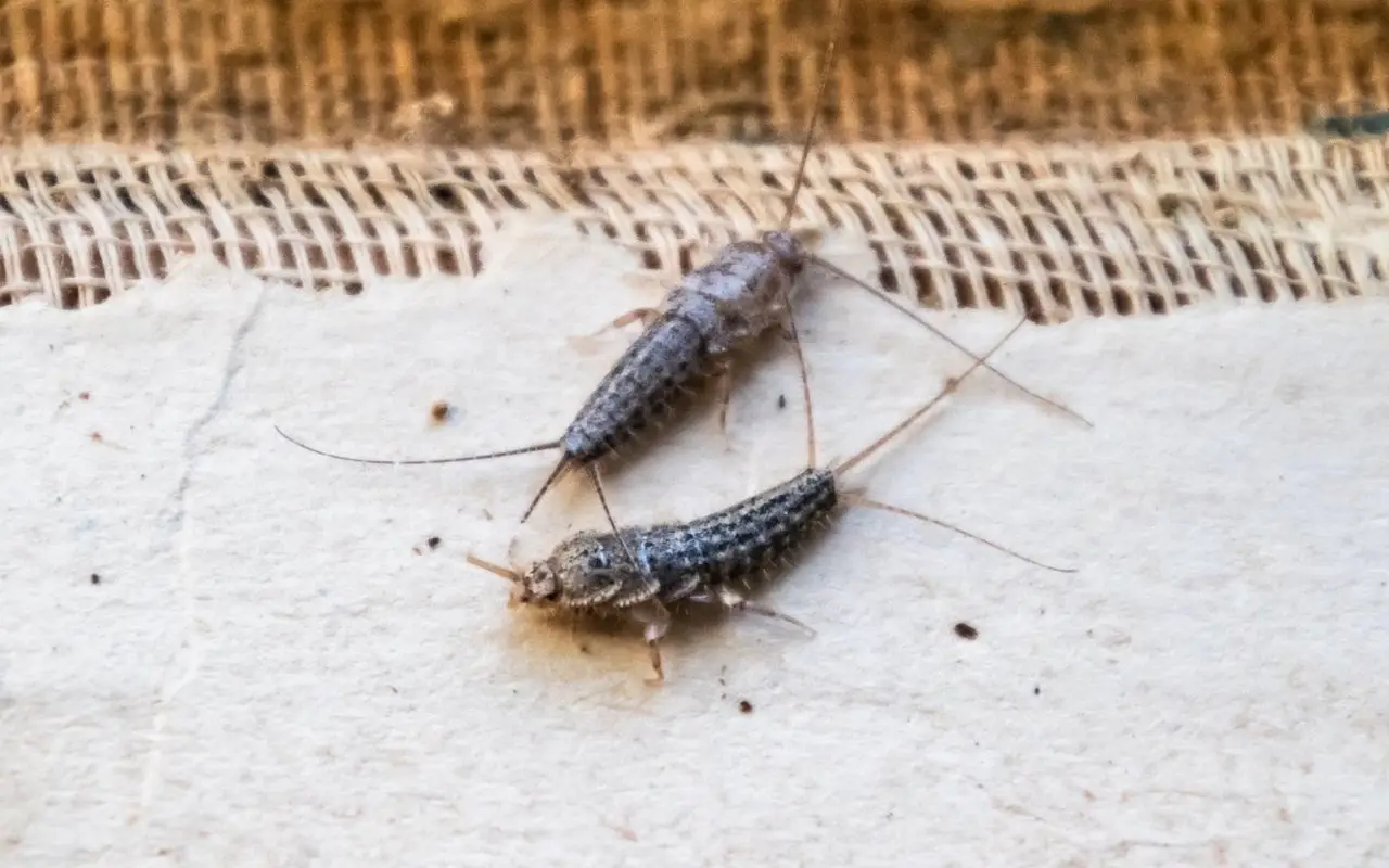 Allarme pesciolini d’argento in camera da letto? Ecco cosa indica davvero sulla tua casa