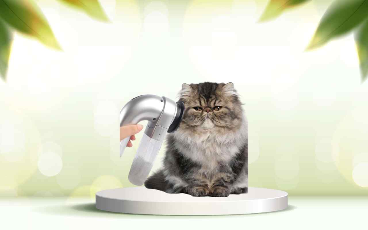 Scopri spazzolamica: elimina i peli degli animali e migliora il comfort in casa